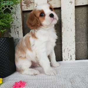 SIONE, Cavalier King Charles Spaniel Puppy