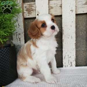 SIONE, Cavalier King Charles Spaniel Puppy