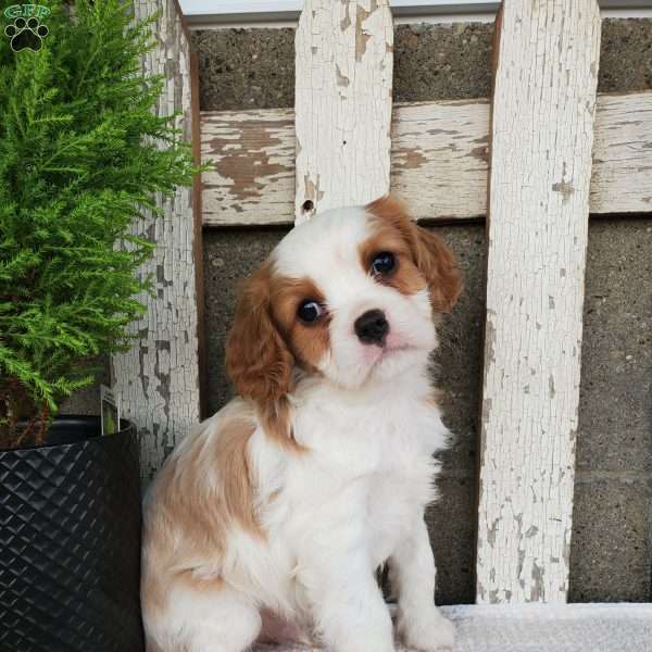 SIONE, Cavalier King Charles Spaniel Puppy
