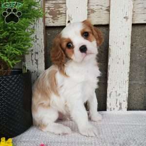 SIONE, Cavalier King Charles Spaniel Puppy