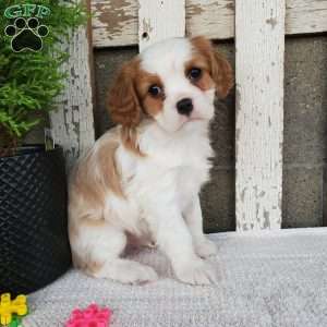 SIONE, Cavalier King Charles Spaniel Puppy