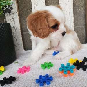 SIONE, Cavalier King Charles Spaniel Puppy