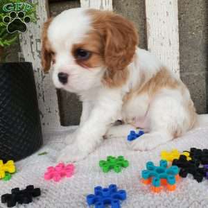 SIONE, Cavalier King Charles Spaniel Puppy