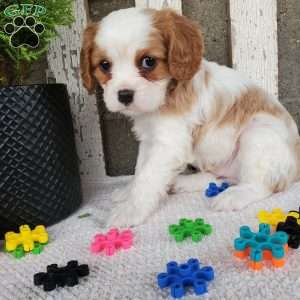 SIONE, Cavalier King Charles Spaniel Puppy