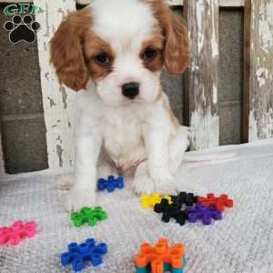 SIONE, Cavalier King Charles Spaniel Puppy