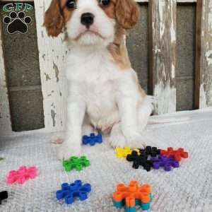 SIONE, Cavalier King Charles Spaniel Puppy