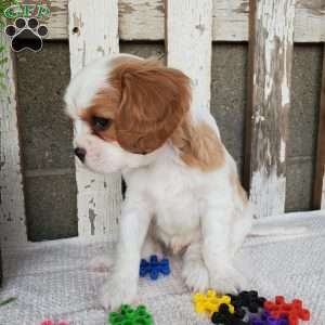 SIONE, Cavalier King Charles Spaniel Puppy