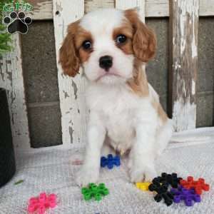 SIONE, Cavalier King Charles Spaniel Puppy