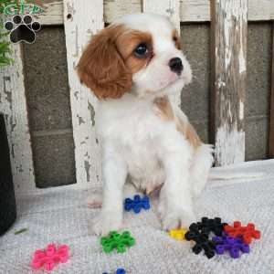 SIONE, Cavalier King Charles Spaniel Puppy