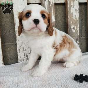 MILAYSIA, Cavalier King Charles Spaniel Puppy