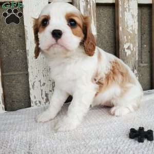 MILAYSIA, Cavalier King Charles Spaniel Puppy