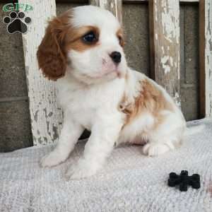 MILAYSIA, Cavalier King Charles Spaniel Puppy