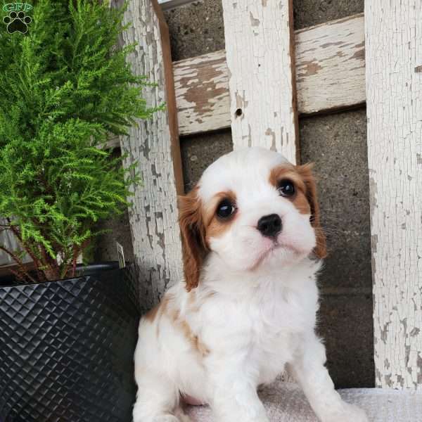 MILAYSIA, Cavalier King Charles Spaniel Puppy