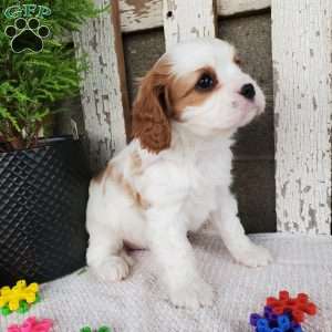 MILAYSIA, Cavalier King Charles Spaniel Puppy