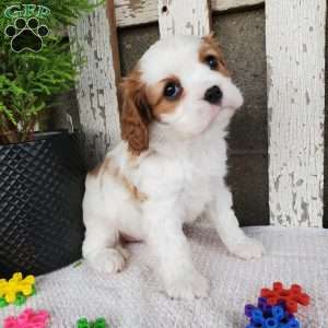 MILAYSIA, Cavalier King Charles Spaniel Puppy