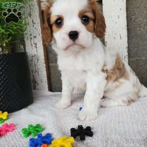 MILAYSIA, Cavalier King Charles Spaniel Puppy