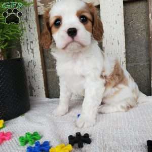 MILAYSIA, Cavalier King Charles Spaniel Puppy