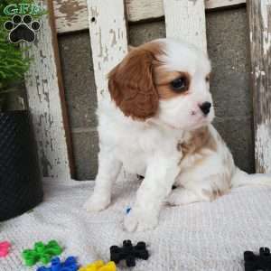 MILAYSIA, Cavalier King Charles Spaniel Puppy