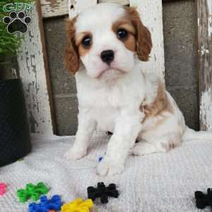 MILAYSIA, Cavalier King Charles Spaniel Puppy