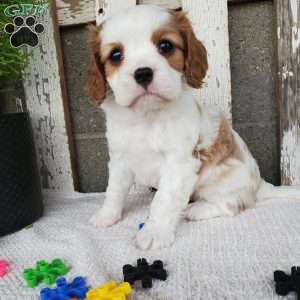 MILAYSIA, Cavalier King Charles Spaniel Puppy