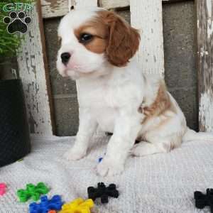 MILAYSIA, Cavalier King Charles Spaniel Puppy