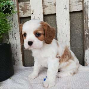 MILAYSIA, Cavalier King Charles Spaniel Puppy