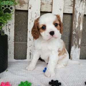 MILAYSIA, Cavalier King Charles Spaniel Puppy