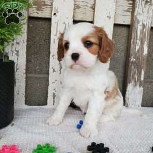MILAYSIA, Cavalier King Charles Spaniel Puppy