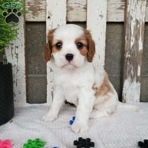 MILAYSIA, Cavalier King Charles Spaniel Puppy