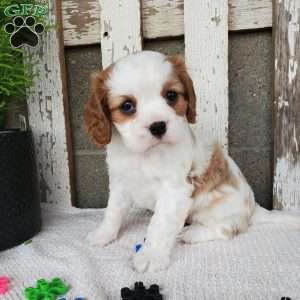 MILAYSIA, Cavalier King Charles Spaniel Puppy