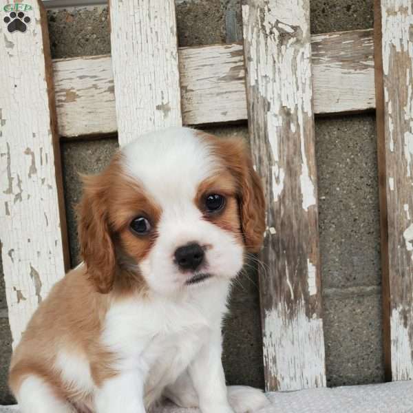 SABAN, Cavalier King Charles Spaniel Puppy