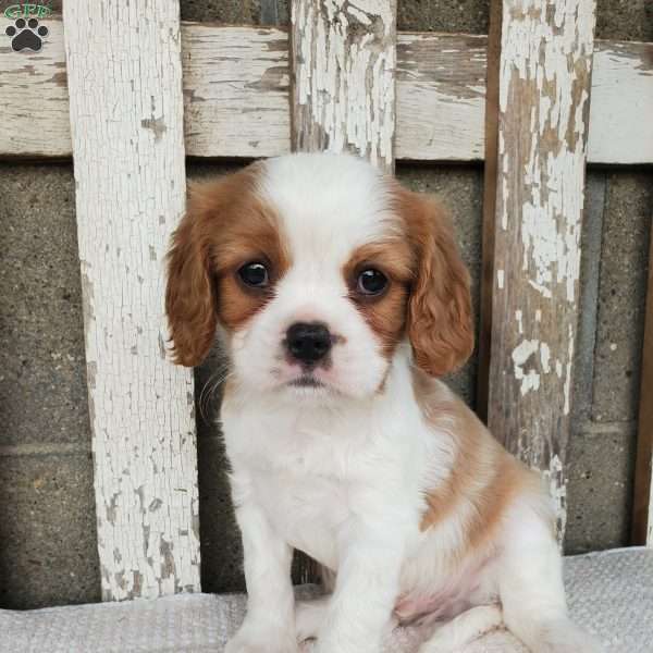 SABAN, Cavalier King Charles Spaniel Puppy