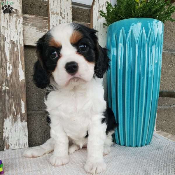 EKUBA, Cavalier King Charles Spaniel Puppy