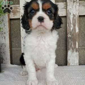 EMEKA, Cavalier King Charles Spaniel Puppy