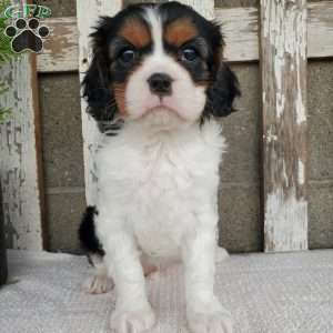 EMEKA, Cavalier King Charles Spaniel Puppy