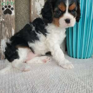 EMEKA, Cavalier King Charles Spaniel Puppy