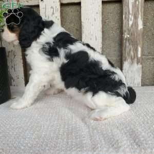 EMEKA, Cavalier King Charles Spaniel Puppy