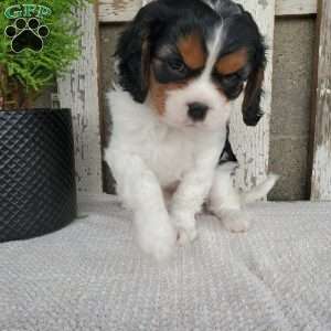 EMEKA, Cavalier King Charles Spaniel Puppy
