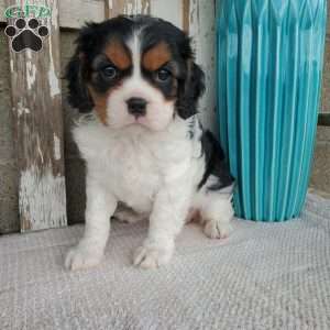 EMEKA, Cavalier King Charles Spaniel Puppy