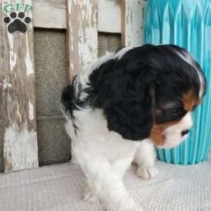 EMEKA, Cavalier King Charles Spaniel Puppy