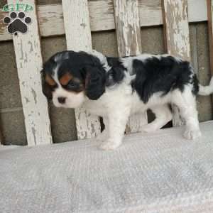 EMEKA, Cavalier King Charles Spaniel Puppy