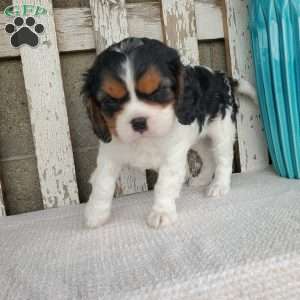 EMEKA, Cavalier King Charles Spaniel Puppy
