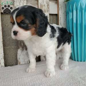 EMEKA, Cavalier King Charles Spaniel Puppy
