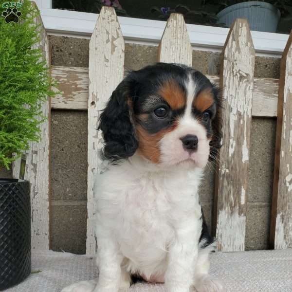 EMEKA, Cavalier King Charles Spaniel Puppy