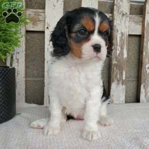 EMEKA, Cavalier King Charles Spaniel Puppy