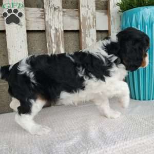 EMEKA, Cavalier King Charles Spaniel Puppy
