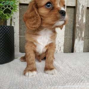 SHELTON, Cavalier King Charles Spaniel Puppy