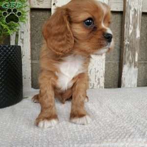 SHELTON, Cavalier King Charles Spaniel Puppy