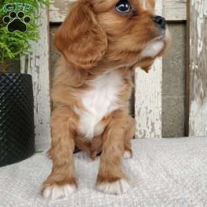 SHELTON, Cavalier King Charles Spaniel Puppy