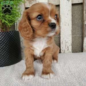 SHELTON, Cavalier King Charles Spaniel Puppy